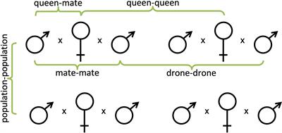 Meta-analysis of genetic diversity and intercolony relatedness among reproductives in commercial honey bee populations